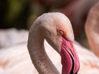 Flamingo rosa Porträt